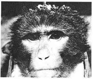 Mind-control-monkey-joeseph-delgado.jpg
