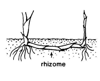 Rhizome.jpg